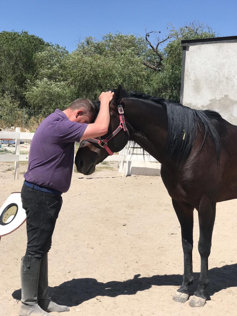 Liderazgo
Asistido con
Caballos